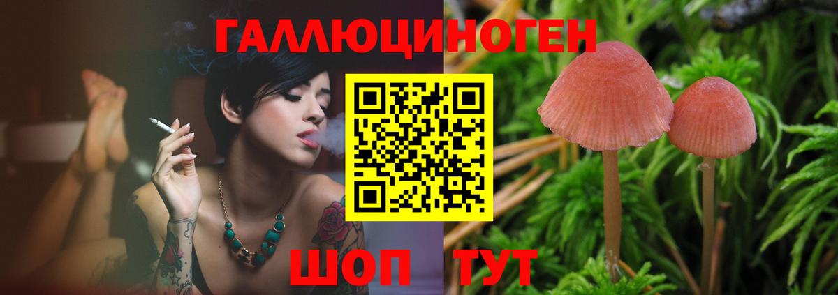 Псилоцибиновые грибы Psilocybe Барабинск